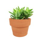 Tiger Tooth Aloe for sale, succulent care tips, succulent plant, cactus, indoor succulents, how to grow succulents, Succulents shop near me, succulents store in CA, succulents shop in California, Tiger Tooth Aloe in California