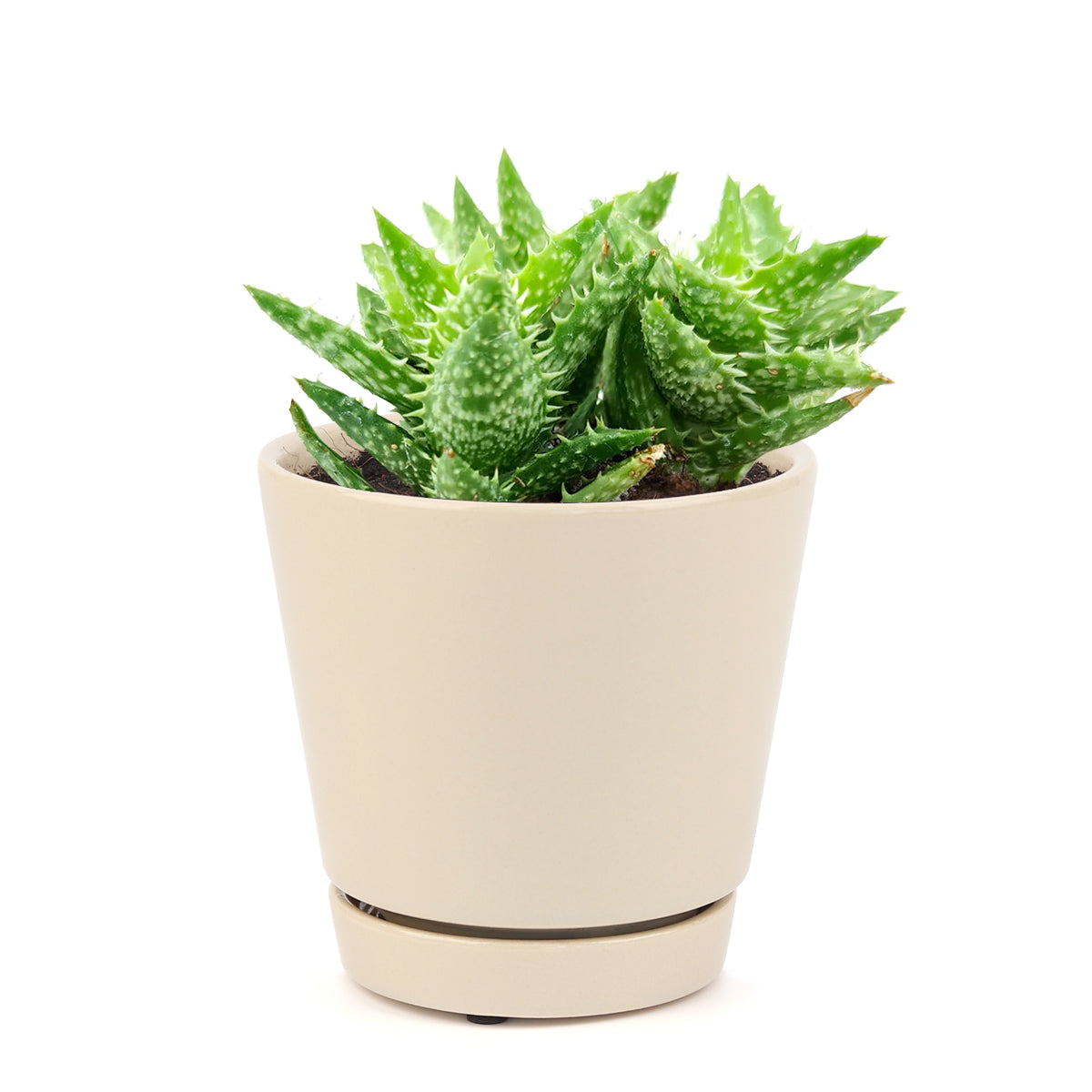 Tiger Tooth Aloe for sale, succulent care tips, succulent plant, cactus, indoor succulents, how to grow succulents, Succulents shop near me, succulents store in CA, succulents shop in California, Tiger Tooth Aloe in California