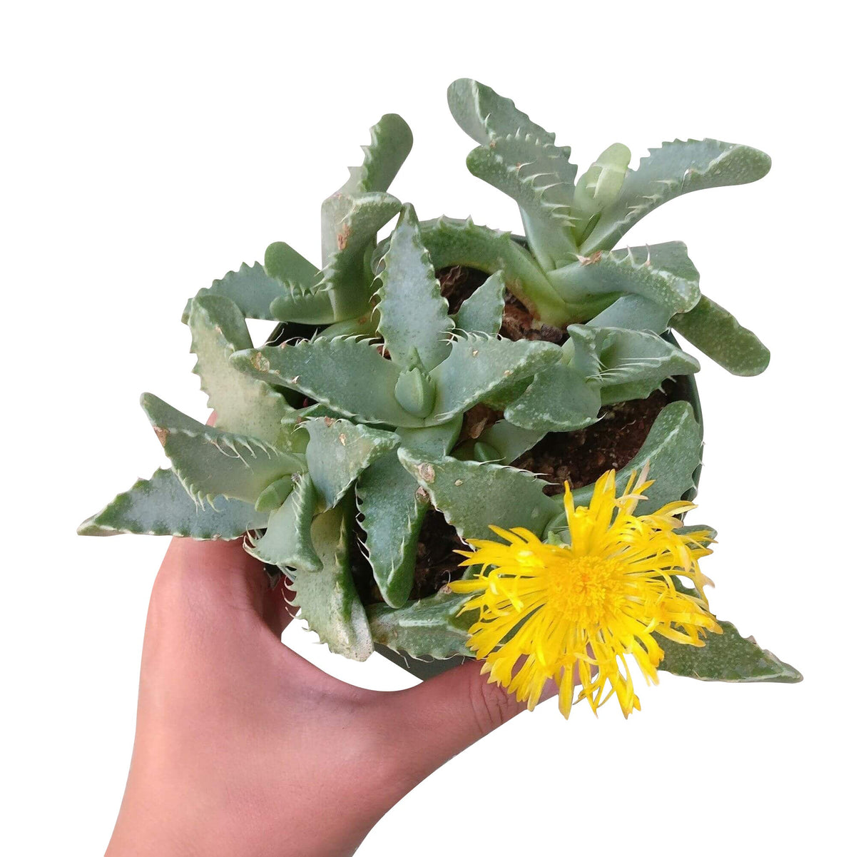 tiger jaws succulent, cactus, succulent care, succulents shop in California, succulent subscription, Succulents shop near me, monthly succulents, how to grow succulents, succulents store in CA, tiger jaws succulent in California, How to grow tiger jaws succulent, crassula, crassula plant, crassula succulent, crassula types, crassula varieties, types of crassula, crassula species, crassulas, succulent crassula