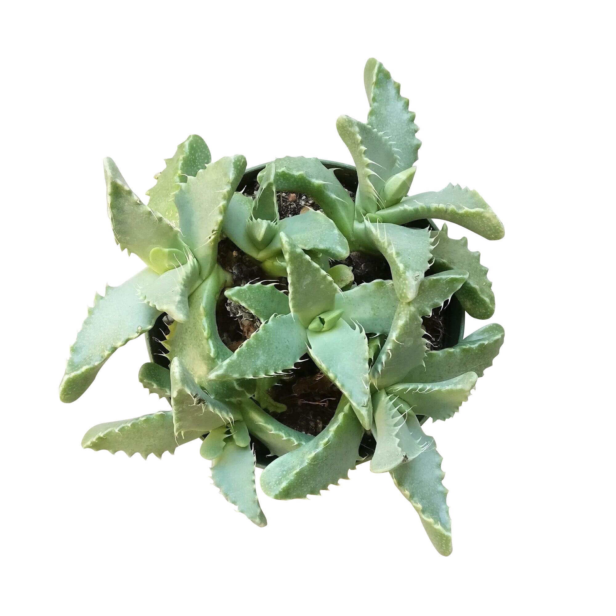 tiger jaw succulent squishy Tiger's Jaw Crassula (Faucaria tigrina): Unique Succulent Plant for Sale 2 inch / Clay Pot by Succulents Box