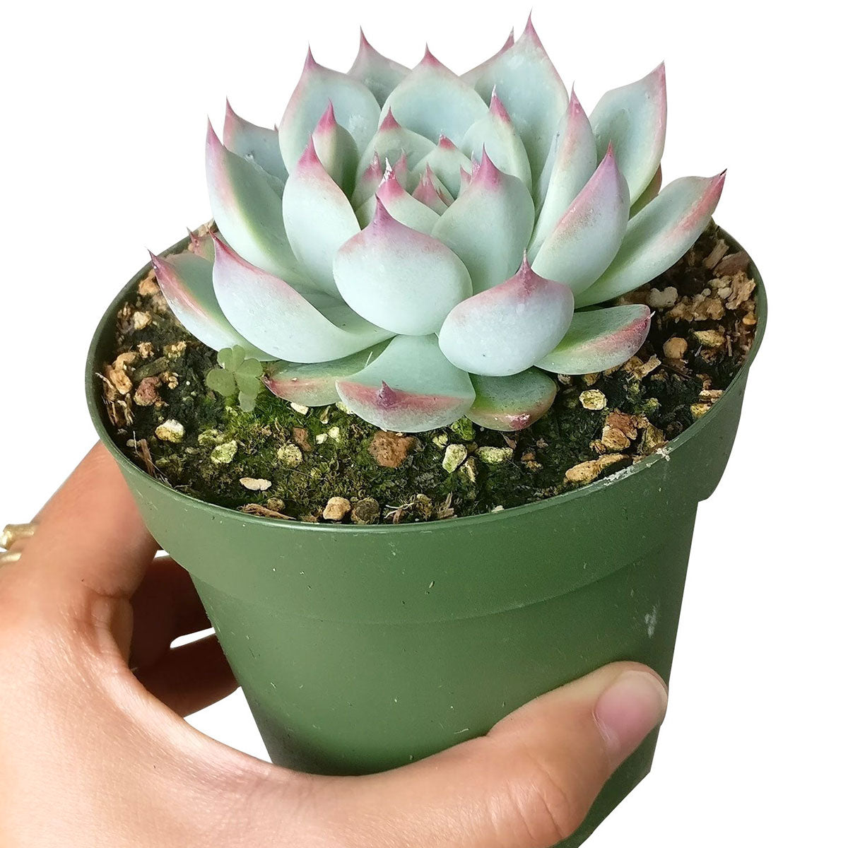 Echeveria tippy for sale, succulents garden, Succulents shop near me, Rare succulents, succulent care, Succulents, succulents store in CA, Echeveria Tippy Pink Succulent in California, How to grow Echeveria Tippy Pink Succulent, Echeveria for thanksgiving, How to care echeveria succulents for thanksgiving, echeveria, echeveria succulent, echeveria types, succulent echeveria, buy succulents online, succulent shop, succulent store, echeveria plant, indoor succulents