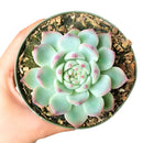 Pink Succulent, Echeveria for thanksgiving, How to care echeveria succulents for thanksgiving, echeveria, echeveria succulent, echeveria types, succulent echeveria, buy succulents online, succulent shop, succulent store, echeveria plant, indoor succulents, colorful succulent for sale