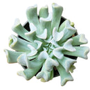 Echeveria runyonii Topsy Turvy