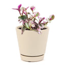 Tradescantia Nanouk, most beautiful houseplants, colorful houseplants, pink and purple foliage houseplants, bright light plants, indoor houseplant for sale