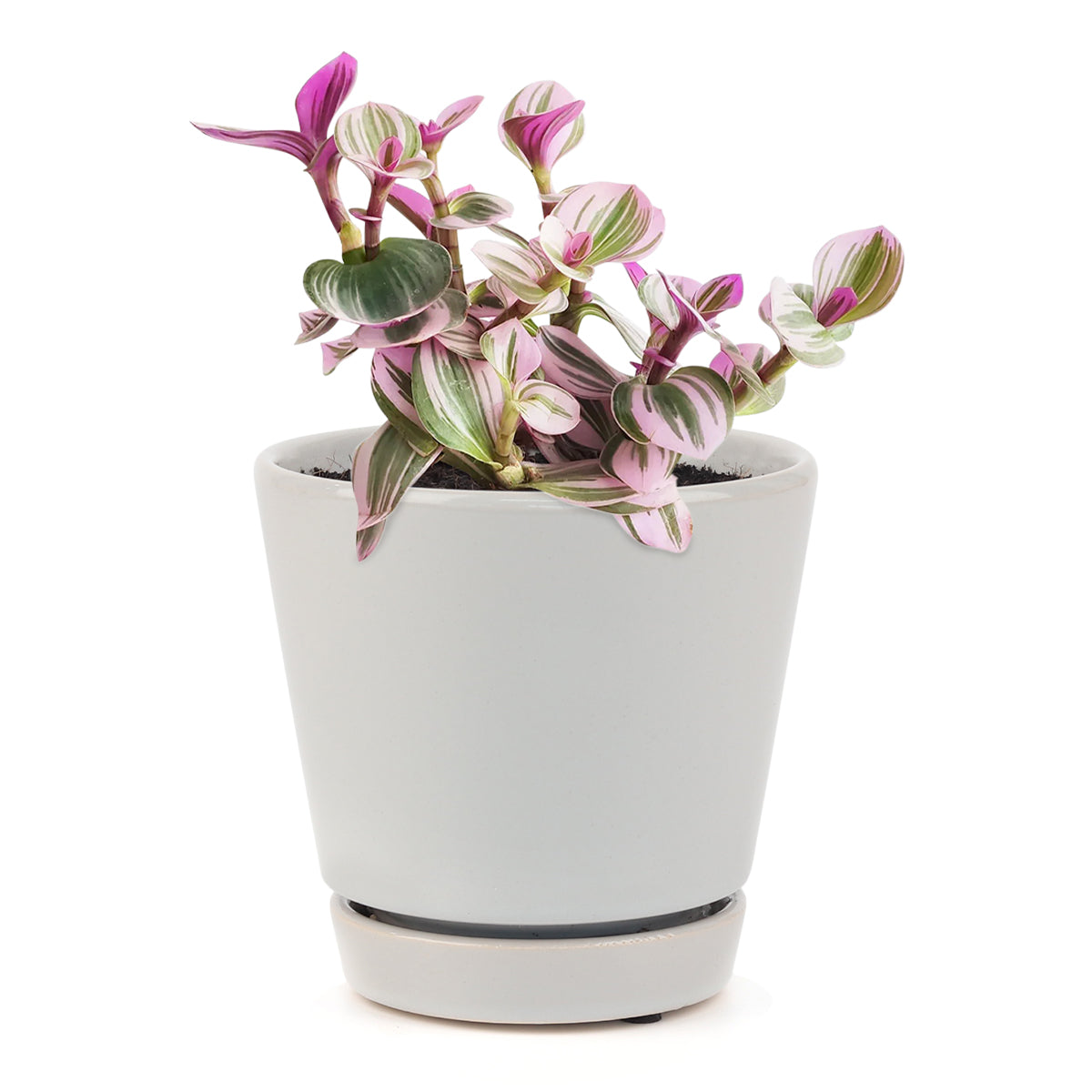 Tradescantia Nanouk, most beautiful houseplants, colorful houseplants, pink and purple foliage houseplants, bright light plants, indoor houseplant for sale