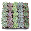 Echeveria Bulk Succulent Pack, Live Rosette Plants (25 or 50 Count), 2" Pots for Weddings, Favors, and DIY Projects