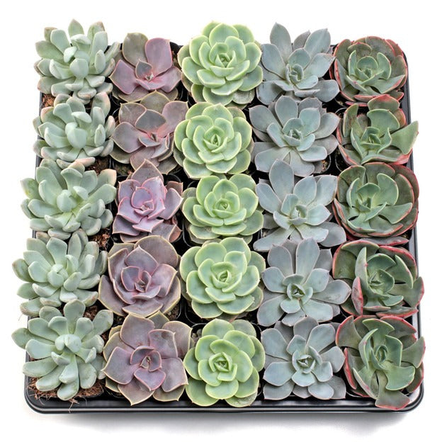 Bulk echeveria succulents, 2 inch succulents wholesale, wedding favor plants, assorted rosette succulents, live succulent bulk pack