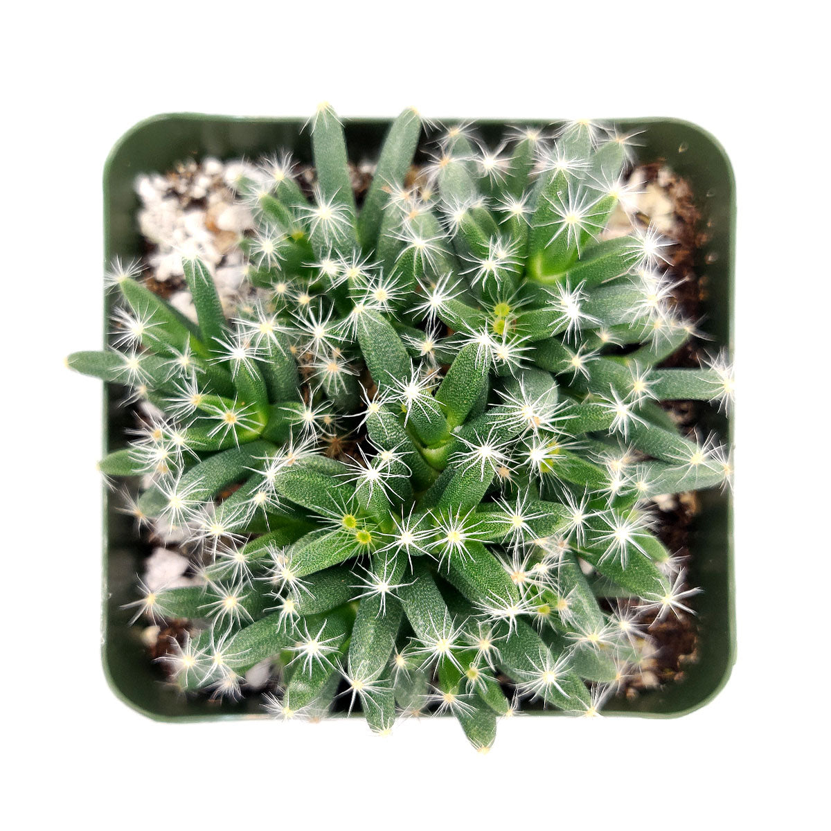 african bonsai succulent Trichodiadema densum “Spiny African Bonsai” | Succulent Gift Decor Ideas