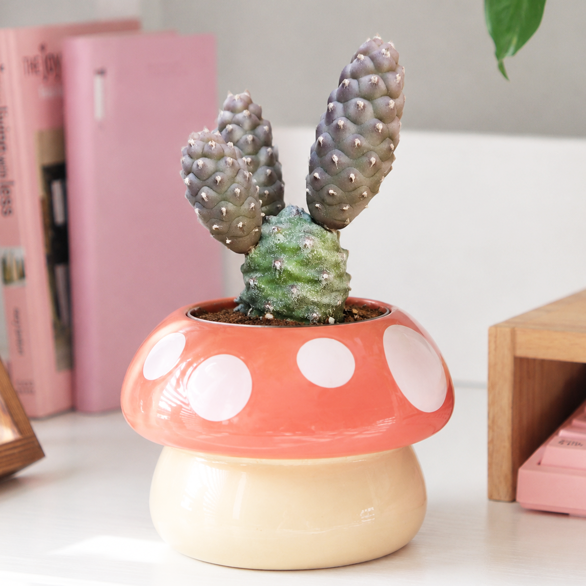 Buy Pine Cone Cactus - Tephrocactus articulatus var. inermis live plant online. This unusual cactus features stacked, pine cone-like segments with a smooth, spineless texture. Easy to care for, it thrives in bright light, well-draining soil, and requires minimal watering.