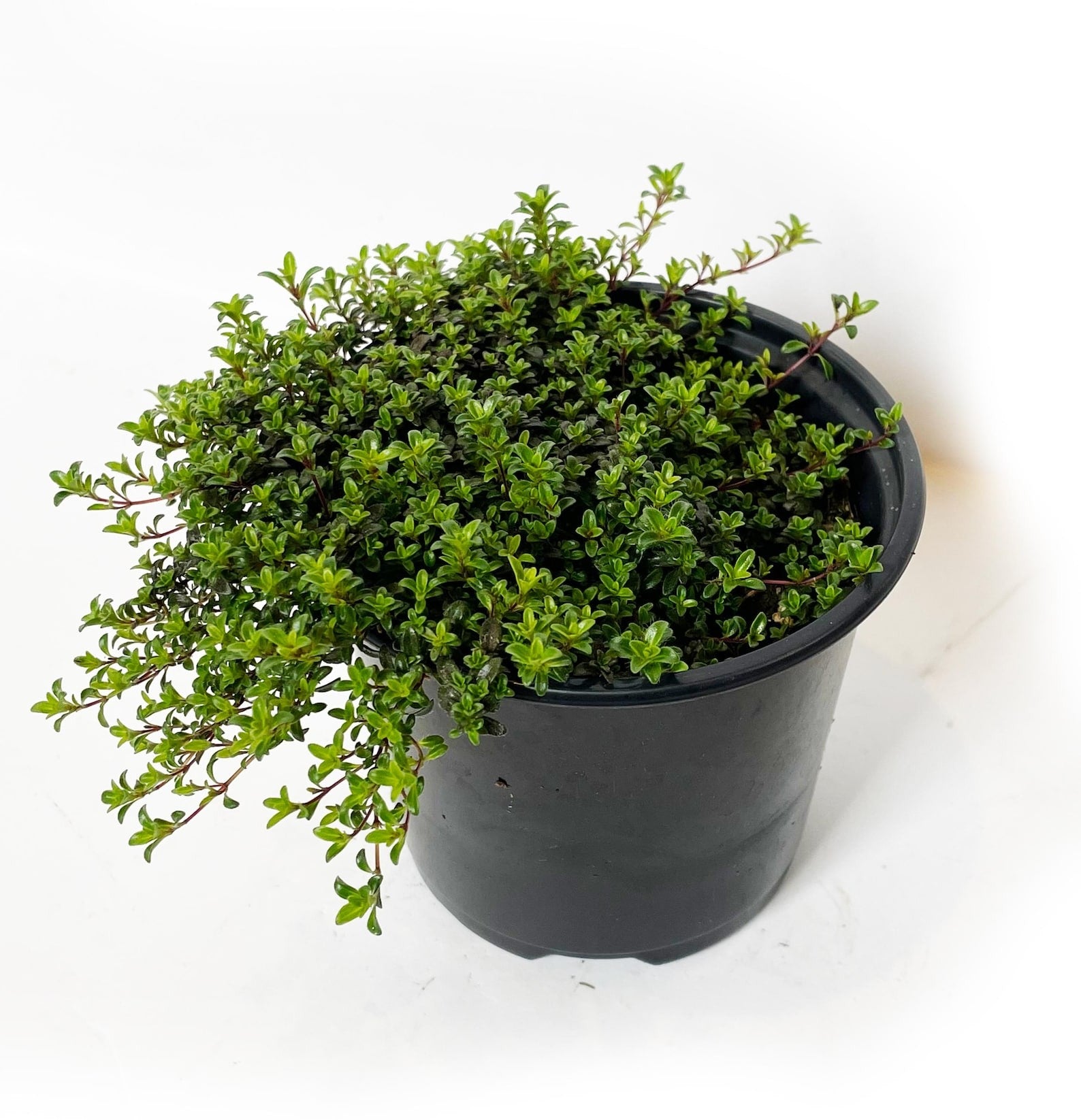 Thyme Creeping, Thyme Creeping in 4 inch grower pot, creeping thyme plants for sale, where to buy creeping thyme plants near me