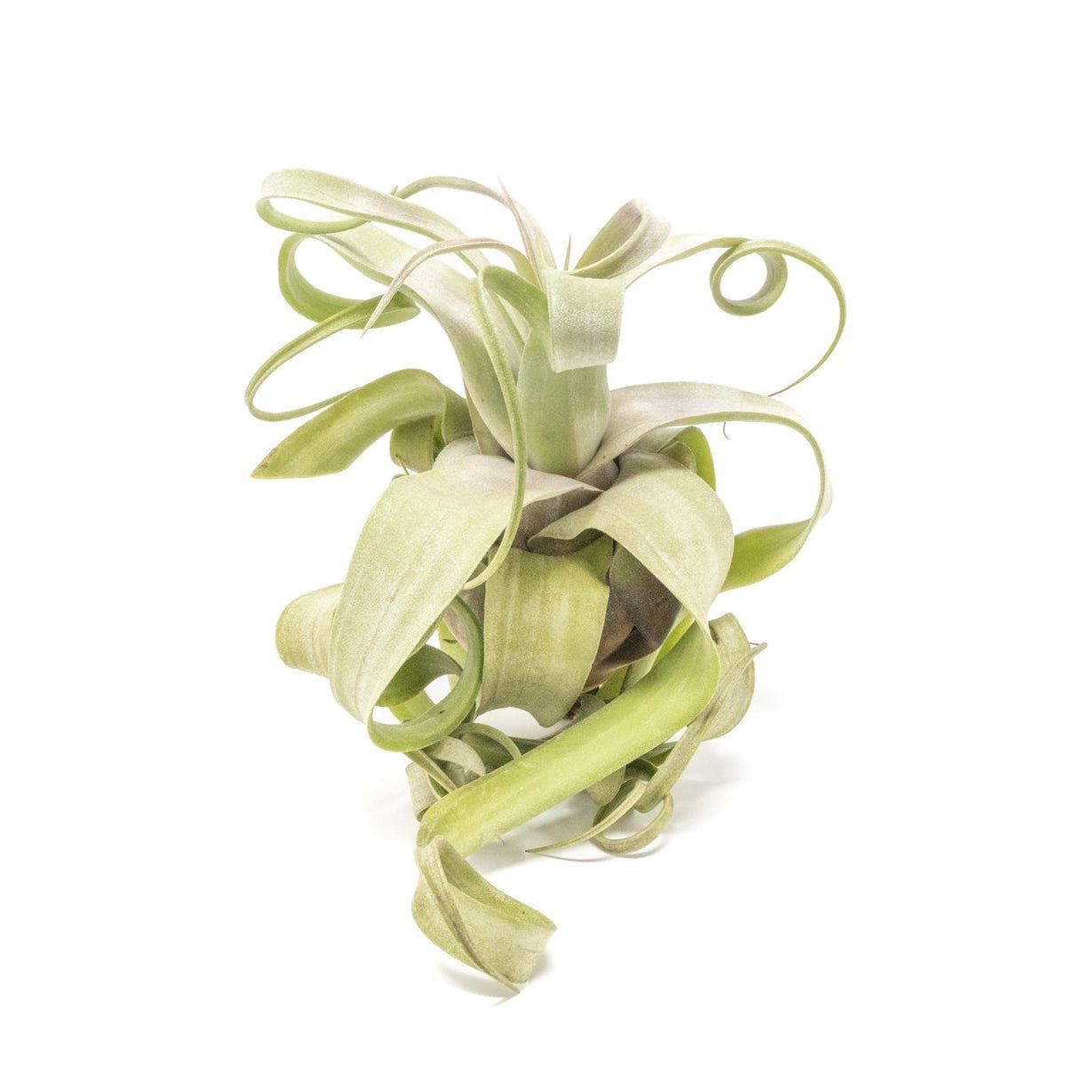 shirley temple air plant Tillandsia Streptophylla: The Curly Shirley Temple Air Plant Guide