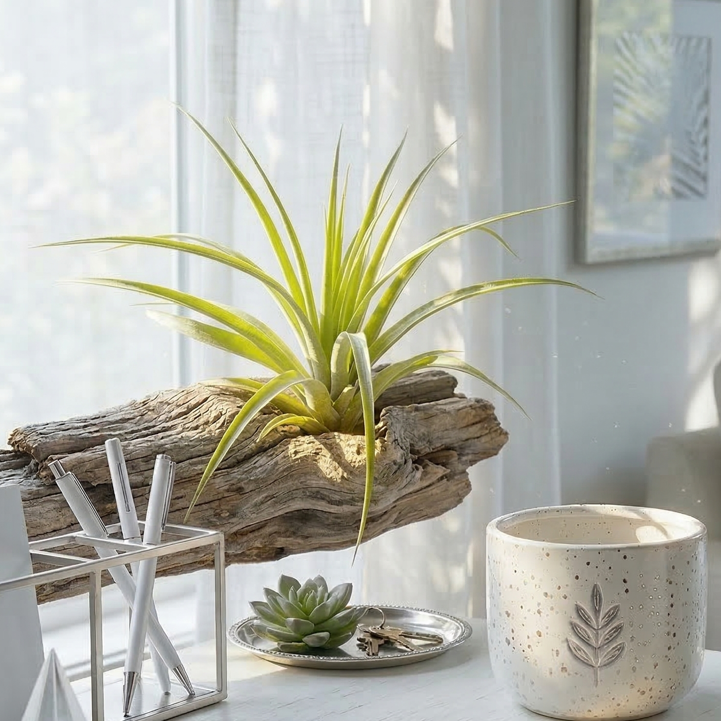 Buy live Tillandsia Air Plant Veluntina online, Tillandsia Velutina bright light air plant easy care, Air Plant Velutina drought tolerant indoor plant for beginners, Tillandsia Velutina unique tropical air plant collector piece