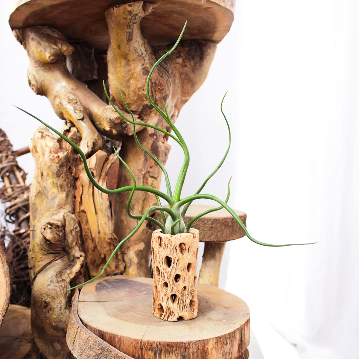 tillandsia bulbosa air plant Tillandsia Bulbosa Belize