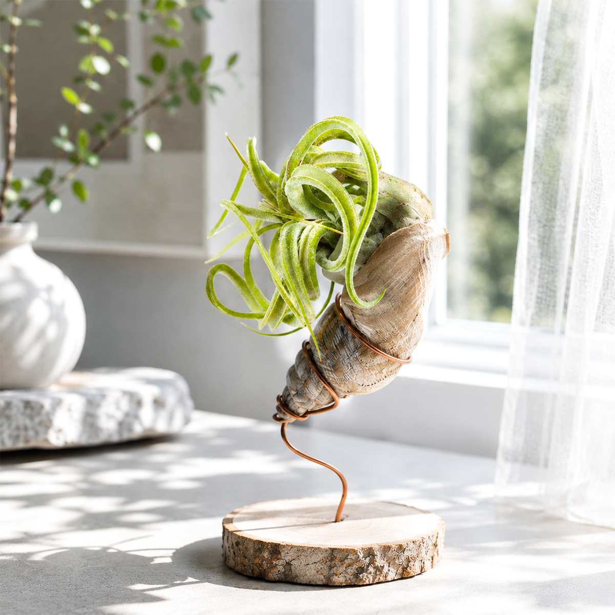 Tillandsia Caput Medusae for sale, unique epiphytic indoor plant, decorative tillandsia for home decor, low maintenance indoor air plant, twisting silver green air plant leaves, tropical houseplant for terrariums and driftwood, ornamental air plant centerpiece, easy care tillandsia species