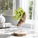 Tillandsia Caput Medusae air plant for sale, Medusa's head plant for sale, Tillandsia Caput Medusae easy-care indoor plant, Air plants gift decor ideas, Air plants subscription box delivered monthly