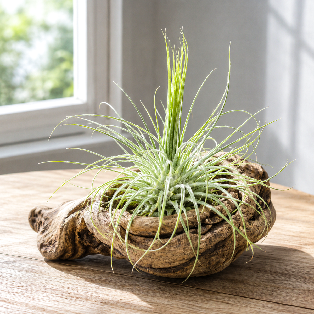 Tillandsia Fuchsii air plant for sale, decorative tillandsia for home decor, low maintenance indoor air plant, thin leaf ornamental air plant, tropical houseplant for terrariums and driftwood, airy soft texture air plant, easy care tillandsia species