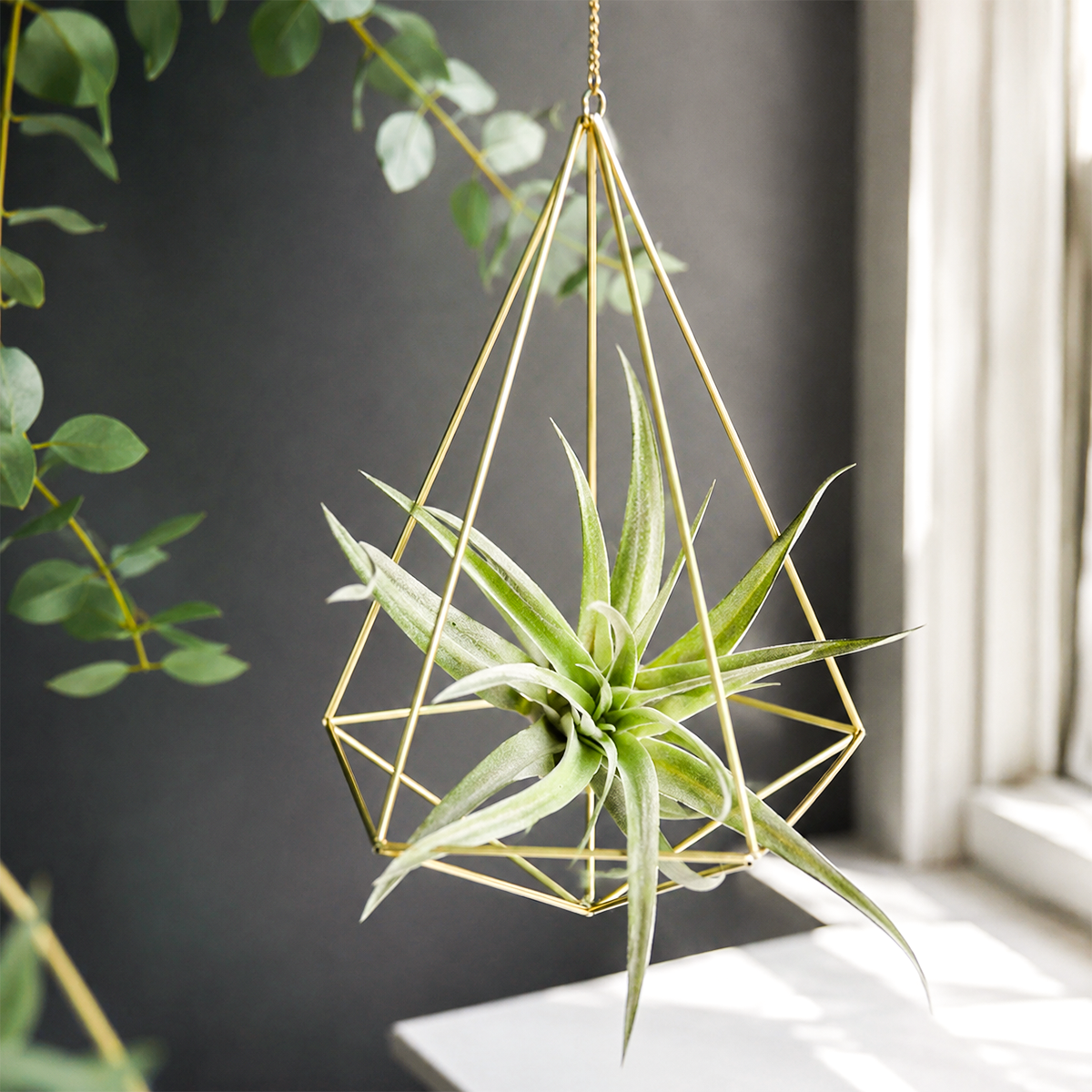 Tillandsia Harrisii Air Plant 4
