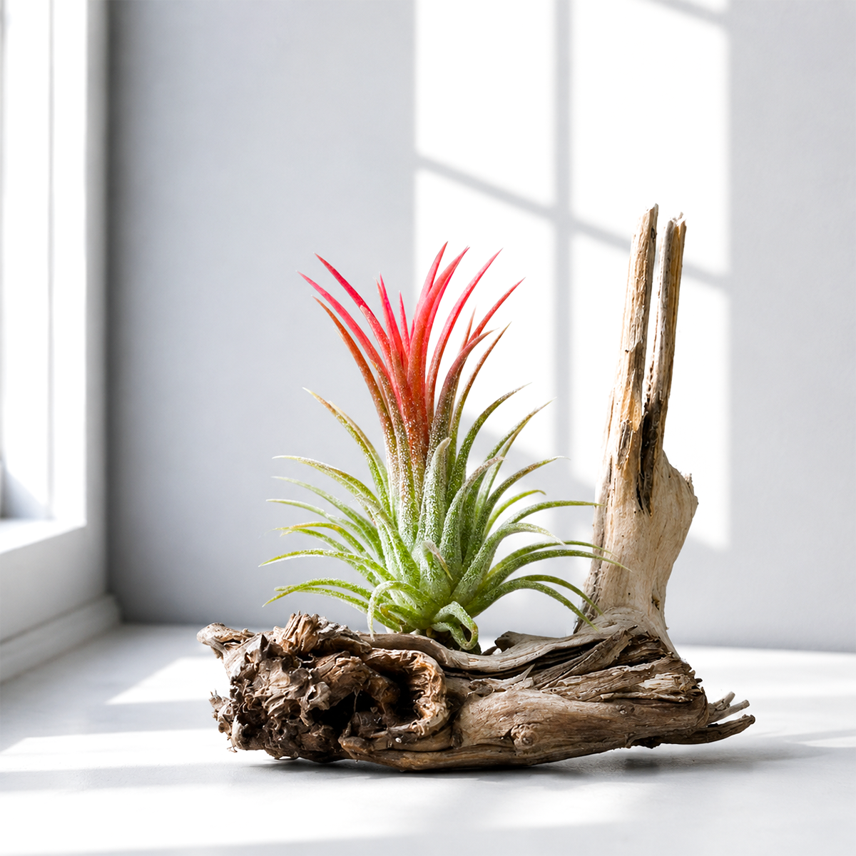 Tillandsia Ionantha Fuego air plant for sale, colorful blooming air plant, exotic epiphytic indoor plant, decorative tillandsia for home decor, low maintenance indoor air plant, vibrant red tipped air plant, compact ornamental tillandsia species, tropical houseplant for terrariums and driftwood