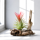 Tillandsia Ionantha Fuego Air Plant Decor Ideas, Unique Air Plant as Gift