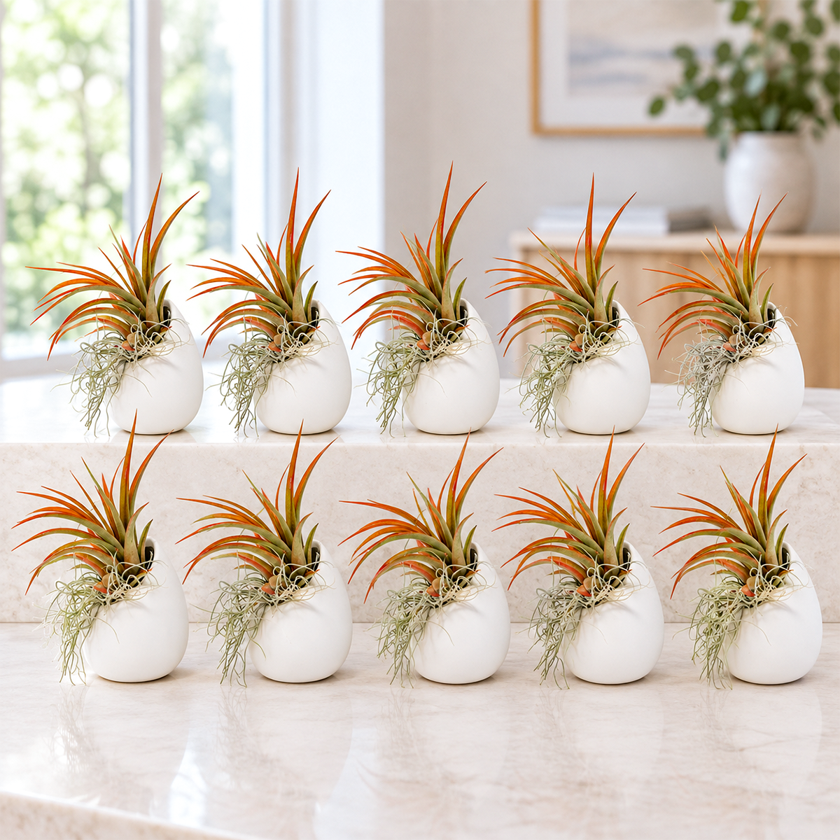ten air plant tillandsia red abdita specimens arranged with wispy spanish moss inside and around a small ivory ceramic vase, displayed as a complete gift set ready for giving