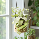 tillandsia streptophylla, air plant, air plant care, how to care for an air plant, Tillandsia Streptophylla for sale, tillandsia air plant, air plant shop near me