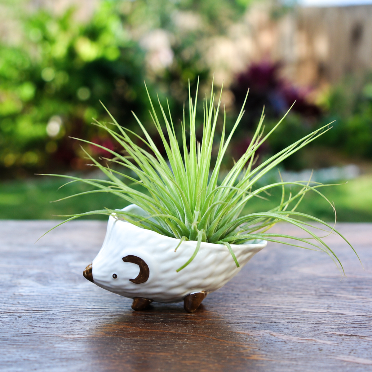 Tillandsia Stricta Green air plant for sale, decorative green air plant for home decor, low maintenance indoor tillandsia, compact ornamental air plant, vibrant green tropical foliage