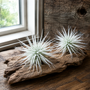 Tillandsia Tectorum Ecuador airplant for sale, Types of air plants, How to care for airplants, Airplant Gift Box, Airplant decoration ideas, Airplant subscription box monthly