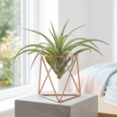 tillandsia aeranthos hybrid live air plant for sale, frost tolerant with vibrant blooms, pet safe indoor plant requiring basic care, thrives outdoors in summer and autumn, ideal gift for busy plant enthusiasts and gardeners