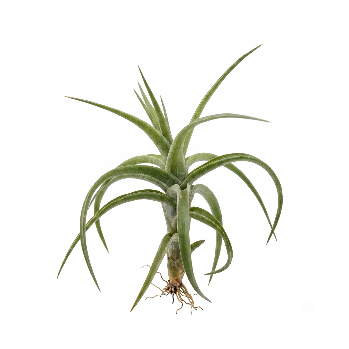 tillandsia aeranthos hybrid live air plant for sale, frost tolerant with vibrant blooms, pet safe indoor plant requiring basic care, thrives outdoors in summer and autumn, ideal gift for busy plant enthusiasts and gardeners