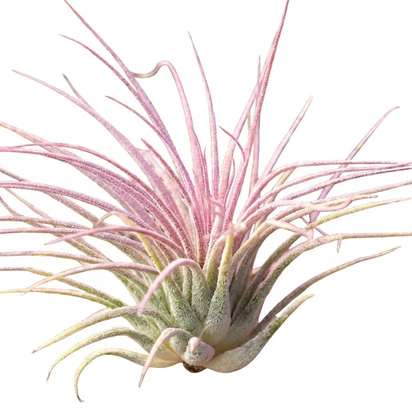 Tillandsia Ionantha air plant for sale, unique gift decor ideas, air plant subscription delivery monthly, Tillandsia Ionantha Druid with air plant care guide, Ionantha Albino air plant