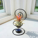 Tillandsia ionantha Orange