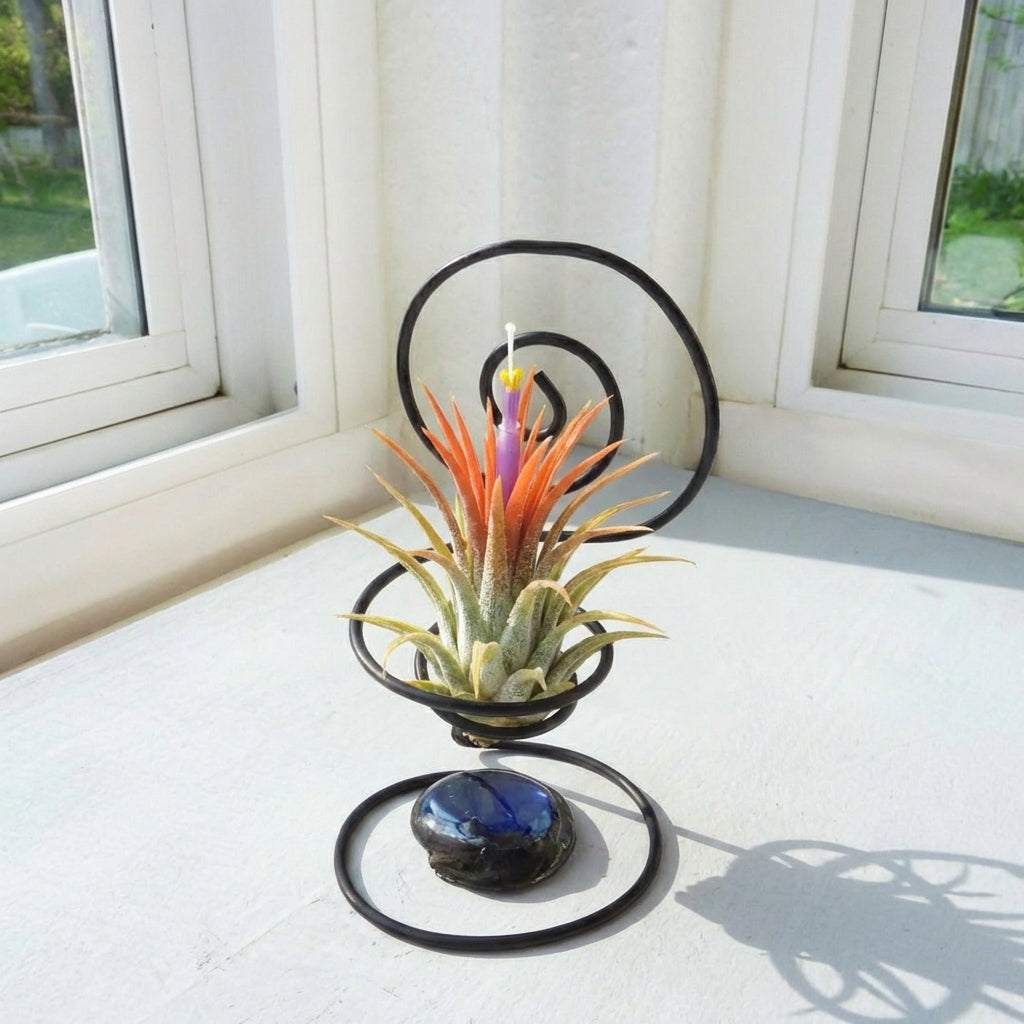 Tillandsia ionantha Orange