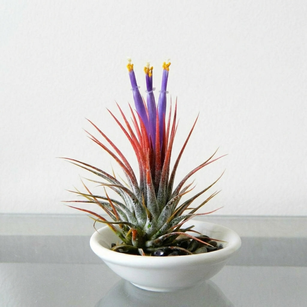 Tillandsia ionantha red, live succulents, airplant, indoor outdoor succulents, succulent care guide, buy succulents online