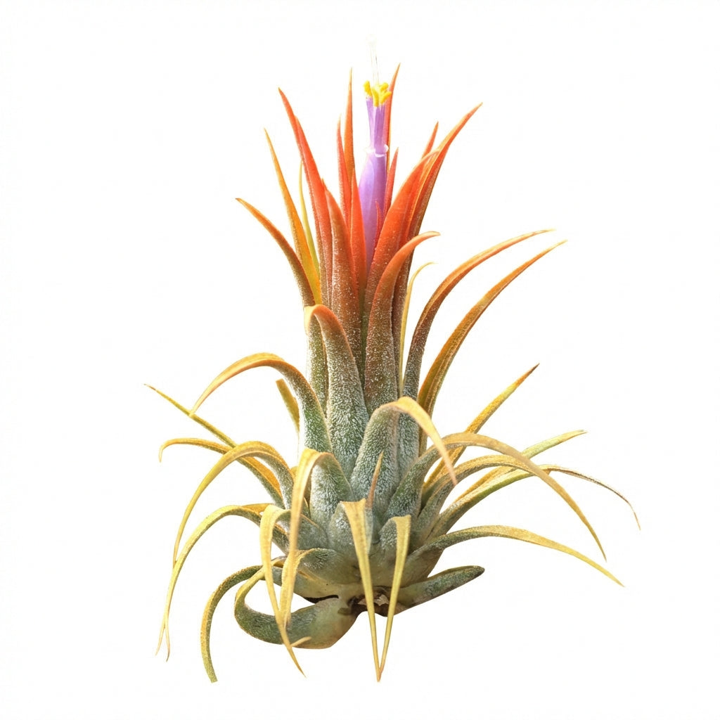 orange air plant Tillandsia ionantha Orange Air Plant for Sale