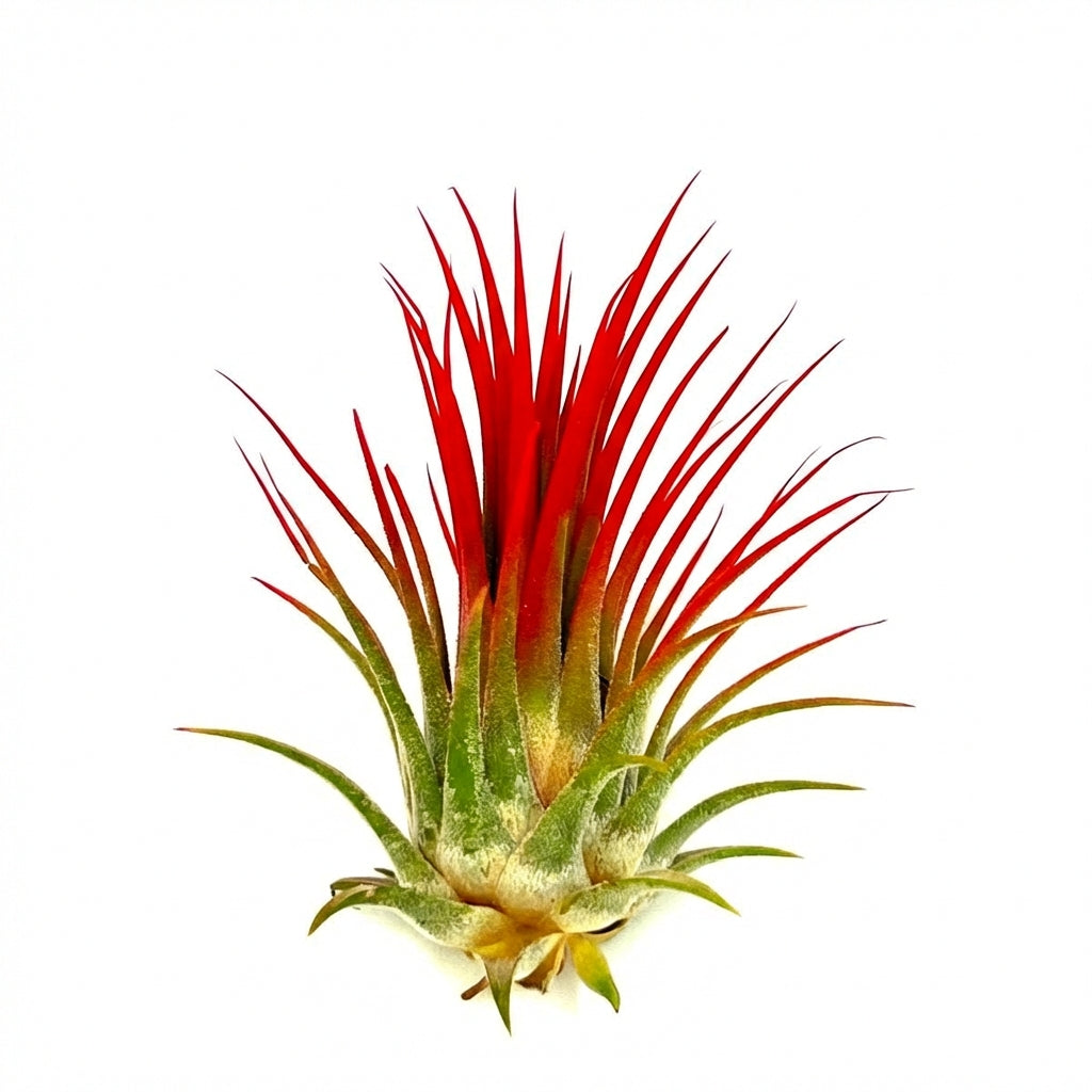 Tillandsia ionantha red, live succulents, airplant, indoor succulents, succulent care guide, buy succulents online