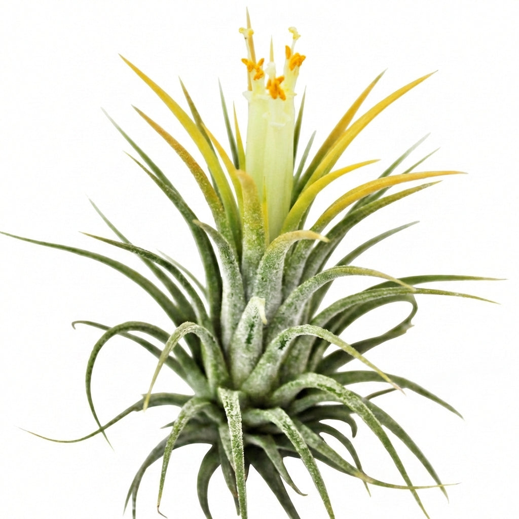 Tillandsia ionantha yellow, live succulents, airplant, indoor succulents, succulent care guide, buy succulents online