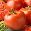 where to buy tomato plants online, heirloom tomato plants, tomato plants for sale near me