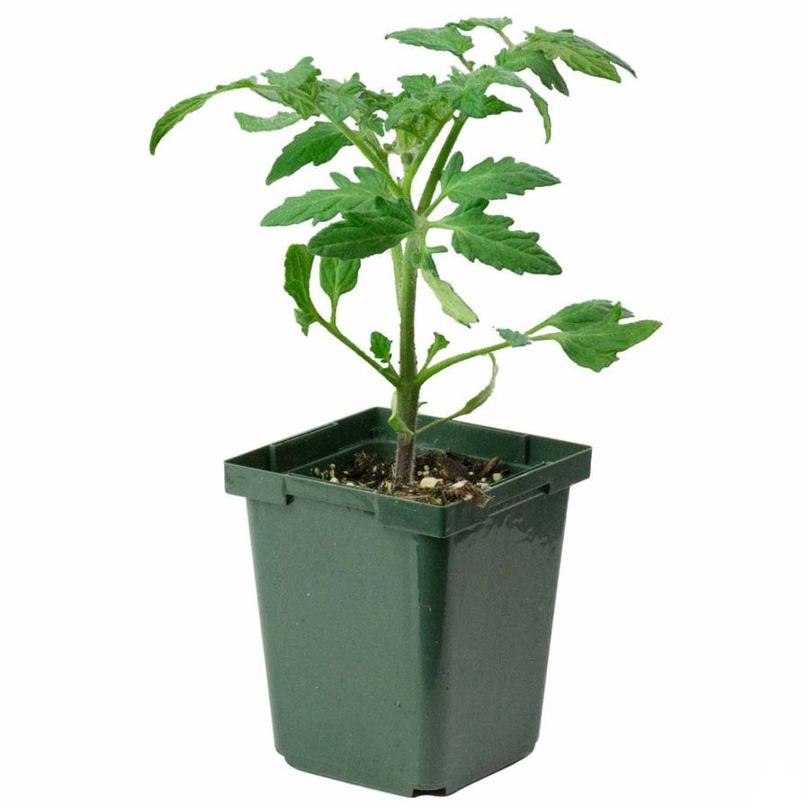 potted tomato plants for sale Tomato Better Boy - Heirloom Tomatoes Plants For Sale in CA
