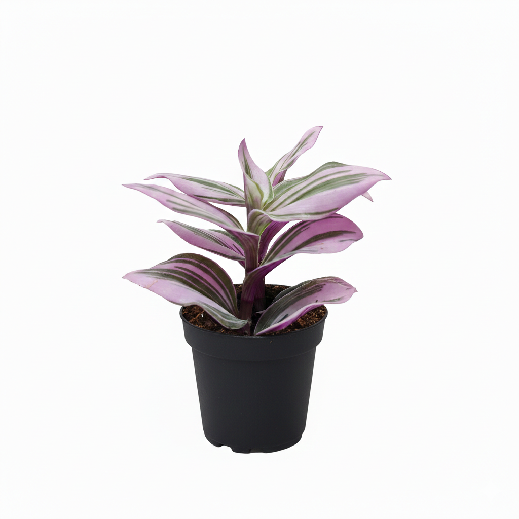 4 inch Tradescantia Nanouk in plastic pot, purple leaves houseplants, Tradescantia Nanouk for sale