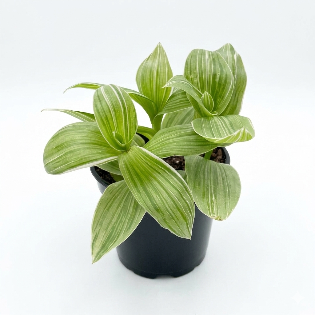 Buy 4 inch Tradescantia Sanna live plant online, fast growing white and green hanging plant, small Tradescantia Sanna in grower pot, Best variegated indoor plants for humidity, easy care trailing plants for high shelves