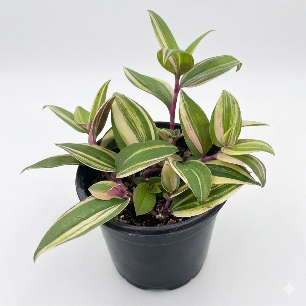 Pink and white variegated Tradescantia 4 inch grower pot for sale, trailing houseplant for sale, fast growing pink hanging plant, colorful indoor foliage for hanging baskets