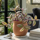 Pink and white variegated Tradescantia 4 inch grower pot for sale, trailing houseplant for sale, fast growing pink hanging plant, colorful indoor foliage for hanging baskets