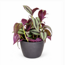 Tradescantia Zebrina, Wandering Dude,purple foliage houseplant, most colorful trailing houseplant, bright color foliage houseplant for home and office