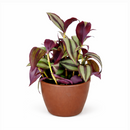 Tradescantia Zebrina, Wandering Dude,purple foliage houseplant, most colorful trailing houseplant, bright color foliage houseplant for home and office