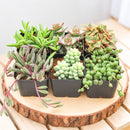 Trailing &amp; Strings Succulent Pack for sale, Rare Succulents, String of Dolphins, String of Bananas, Vertical Garden Plants, Indoor Hanging Vines, 2 inch Potted Plants, hanging string succulents for bright indoor spaces