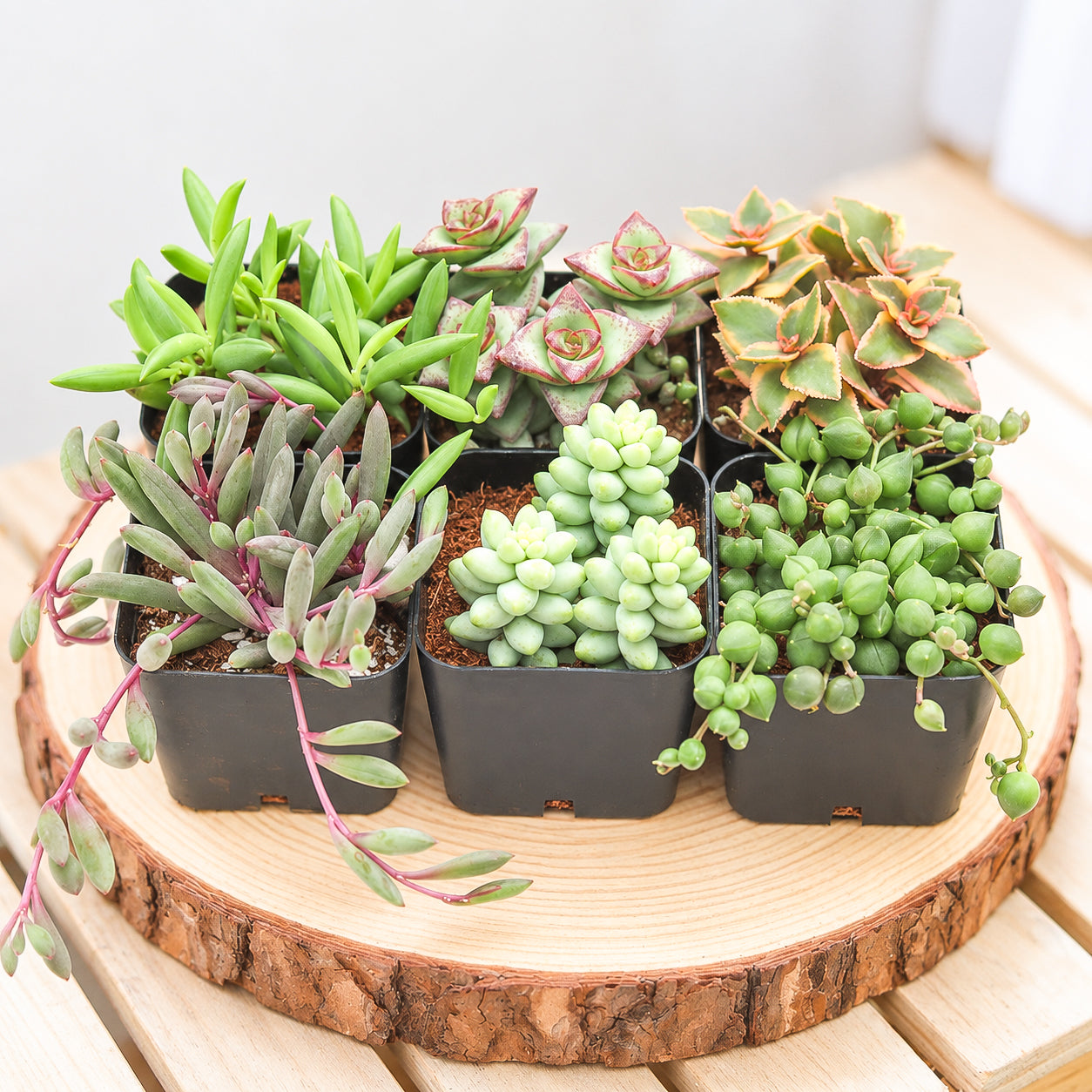 Trailing & String Succulent Pack for sale. A beautiful mix of live trailing succulents with cascading stems and unique foliage, perfect for hanging planters, gifts, and succulent collections.