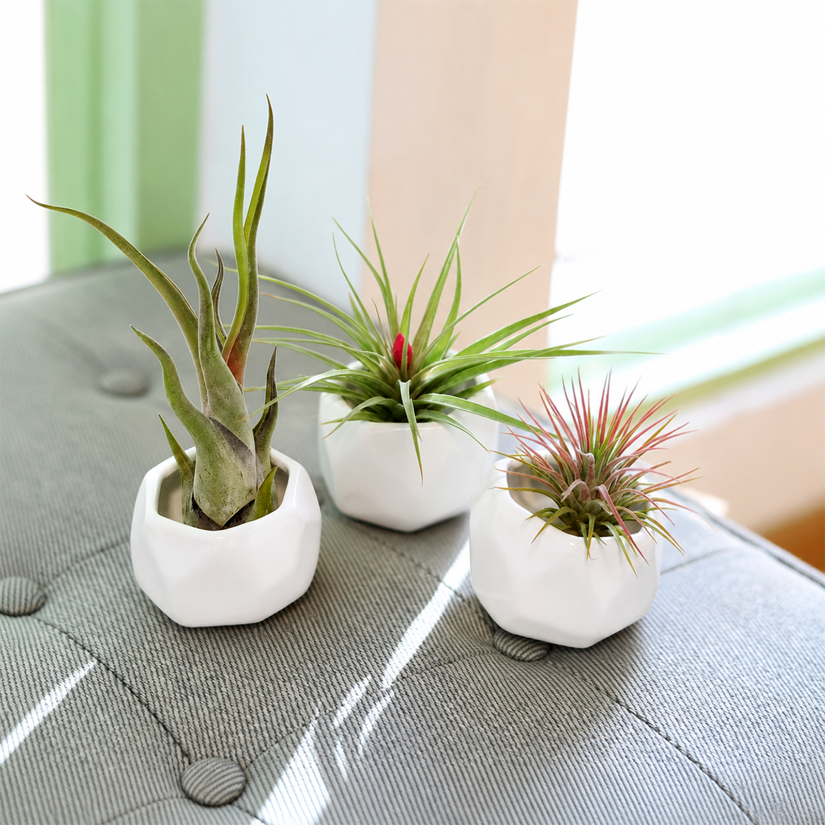 buy assorted tillandsia air plants with trio of white geometric ceramic containers live air plant online, silvery green rosette form, smooth and textured leaves, compact upright growth, easy care no soil, modern minimalist desk display, perfect thoughtful housewarming gift