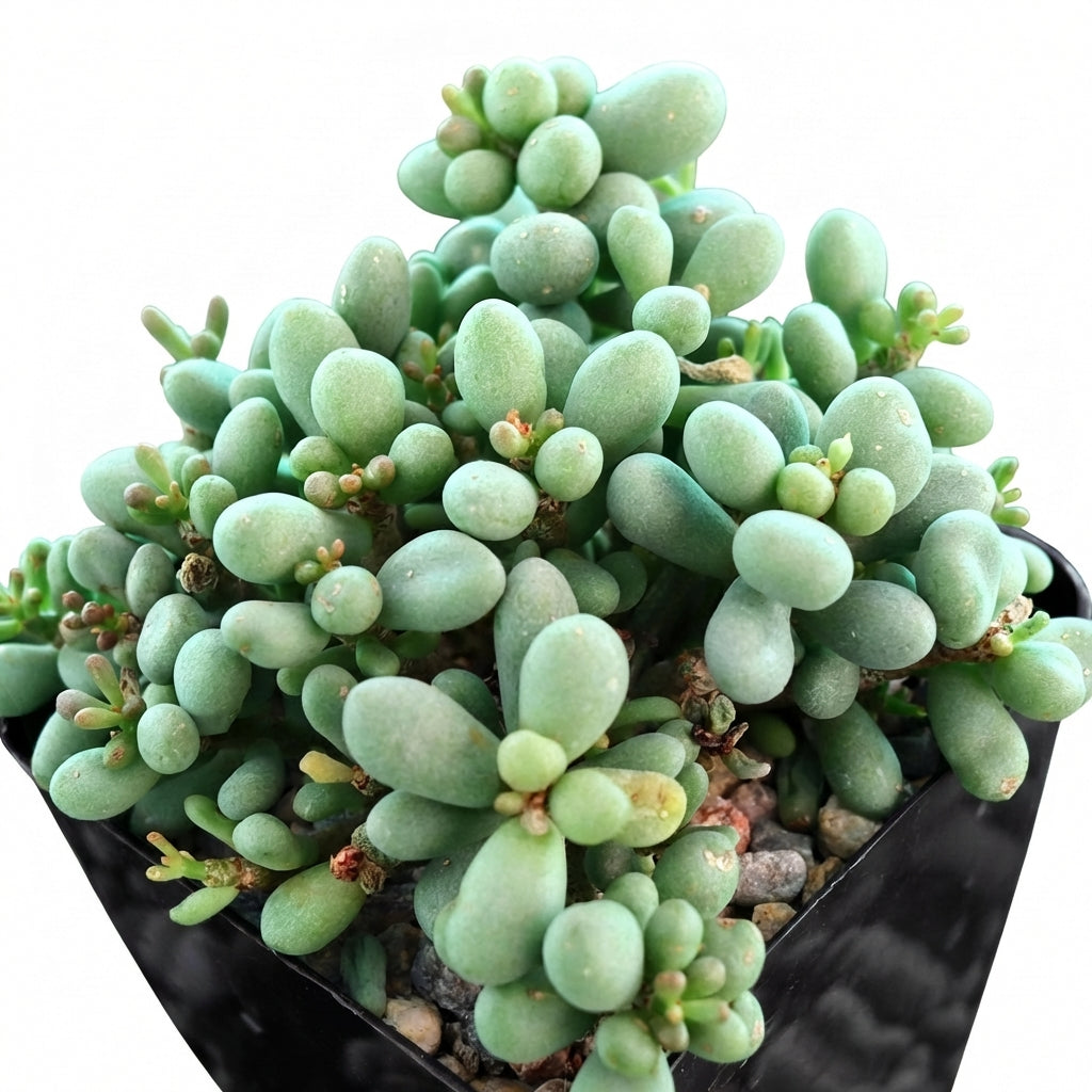 Tylecodon schaeferianus Fairy Tale 2 inch succulent growerpot for sale