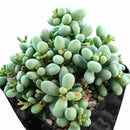Tylecodon schaeferianus Fairy Tale 2 inch succulent growerpot for sale