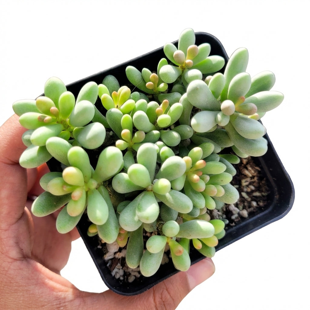 Tylecodon schaeferianus Fairy Tale 2 inch succulent growerpot for sale